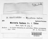 Splanchnonema foedans image